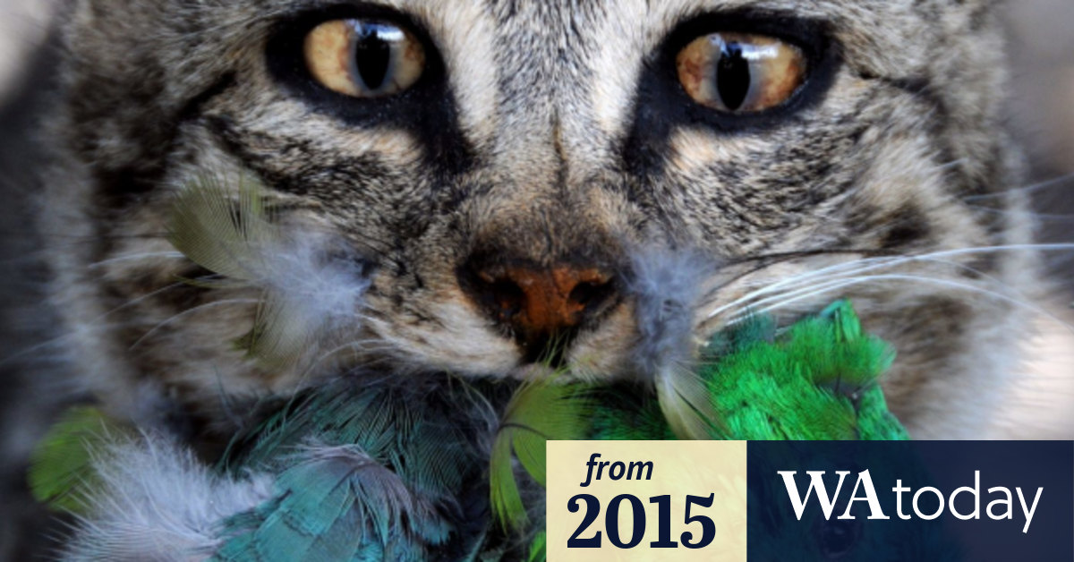 Feral cats targeted in WA Eradicat bait rollout